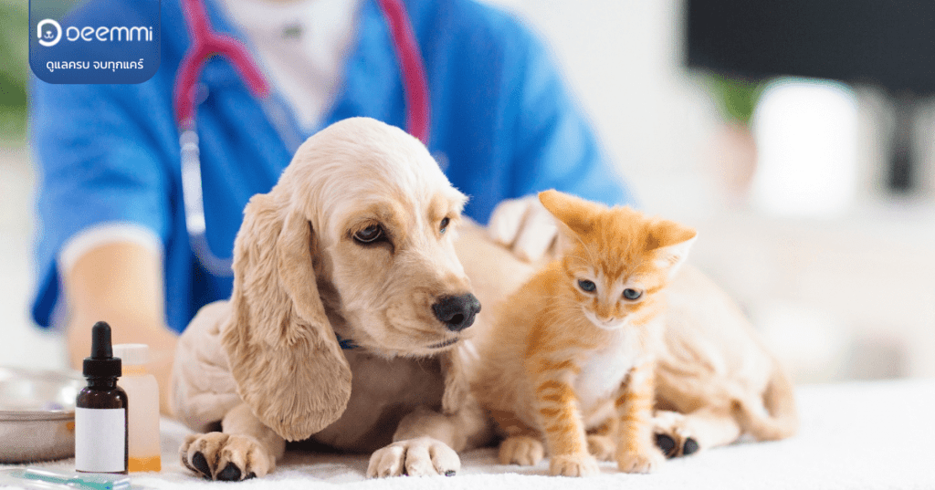 Deemmi-cats-dogs-benefits-sterilized (ควรทำหมันแมวและหมามั้ย มีข้อดีข้อเสียอะไรบ้าง)) (1)
