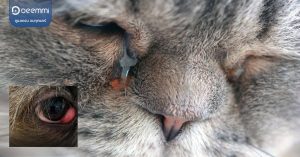 Deemmi-cats-dogs-eye-diseases (หมาแมวตาแฉะ 7 ความผิดปกติของโรคทางดวงตาในสัตว์) (1)