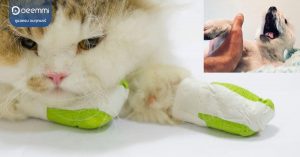 Deemmi-cats-dogs-joint-disease (ทำไมหมาแมวเจ็บขา 3 สาเหตุที่ทำให้ข้อขาบาดเจ็บได้) (1)