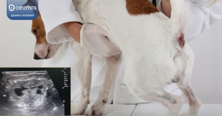 Deemmi-dogs-enlarged-prostate-gland (สุนัขท้องผูก หนึ่งในสัญญาณต่อมลูกหมากโตในเพศผู้) (1)