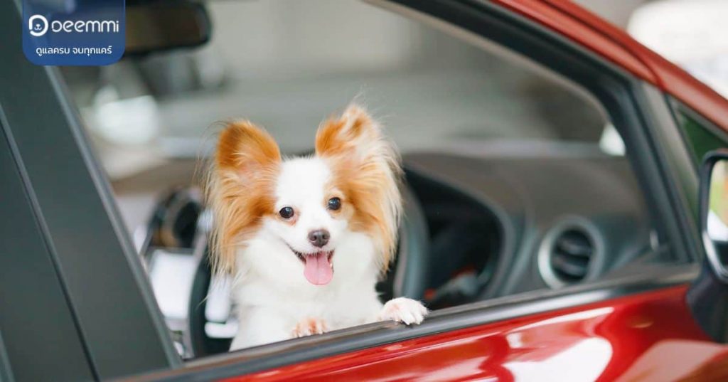 Deemmi-dogs-management-transportation-car-pet (พาหมาเที่ยวครั้งแรก 3 เรื่องหลักที่ต้องเตรียมพร้อมก่อนเดินทาง) (1)