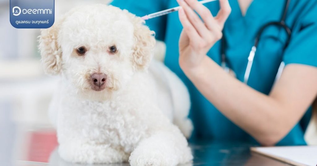 Deemmi-dogs-management-vaccine-program (โปรแกรมฉีดวัคซีนสุนัข มีอะไรที่เจ้าของมือใหม่ควรรู้) (1)