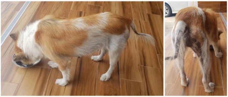 Dog sick with EPI disease (ภาพแสดงสุนัขที่เป็นโรค EPI มีลักษณะผอม ขนร่วง ผิวหนังสีเข้ม)