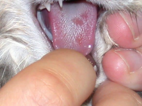 The photo shows symptom of Feline Calicivirus ( FCV ) (1)