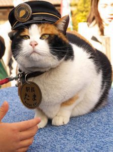 Japanese lucky cat story 1 (ตำนานแมวกวักเรื่องที่ 1.)jpg (1)
