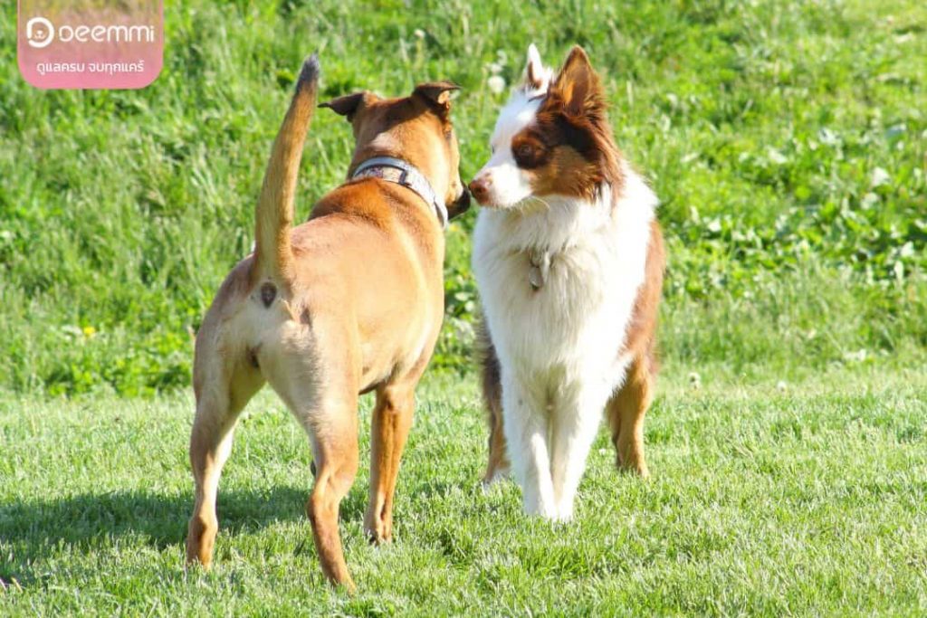 dogs meet each other for the first time (1)