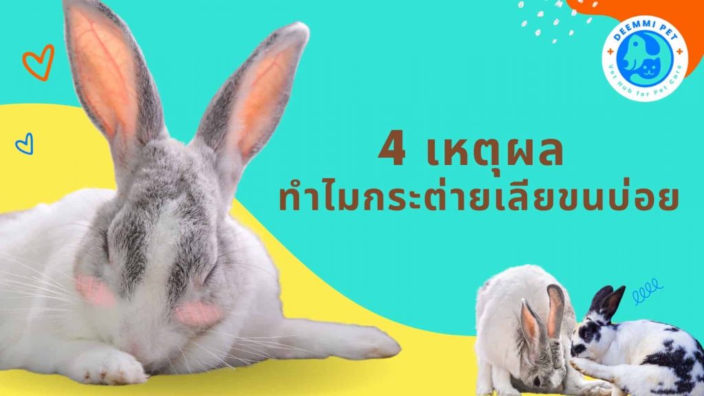 4 เหตุผล ทำไมกระต่ายเลียขนบ่อย_:rabbits-reasons-licking-fur