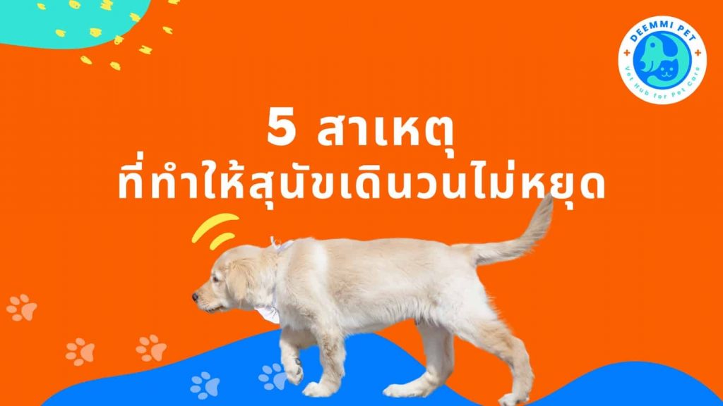 5 สาเหตุที่ทำให้สุนัขเดินวนไม่หยุด_deemmi_dogs-walk-circling-problems