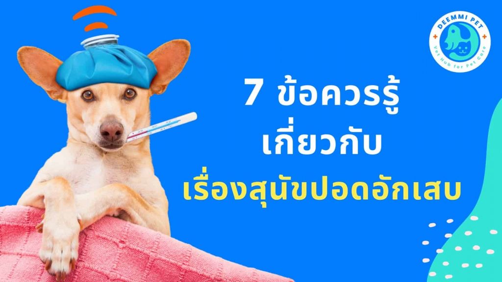 7ข้อควรรู้เกี่ยวกับสุนัขปอดอักเสบ_Dog_Lung_pheumonia