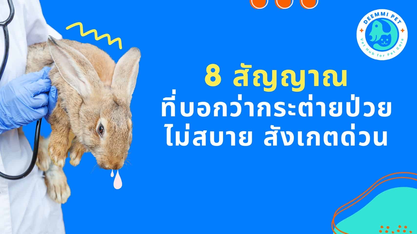 8 สัญญาณอาการกระต่ายเครียด ป่วย ไม่สบาย สังเกตด่วน