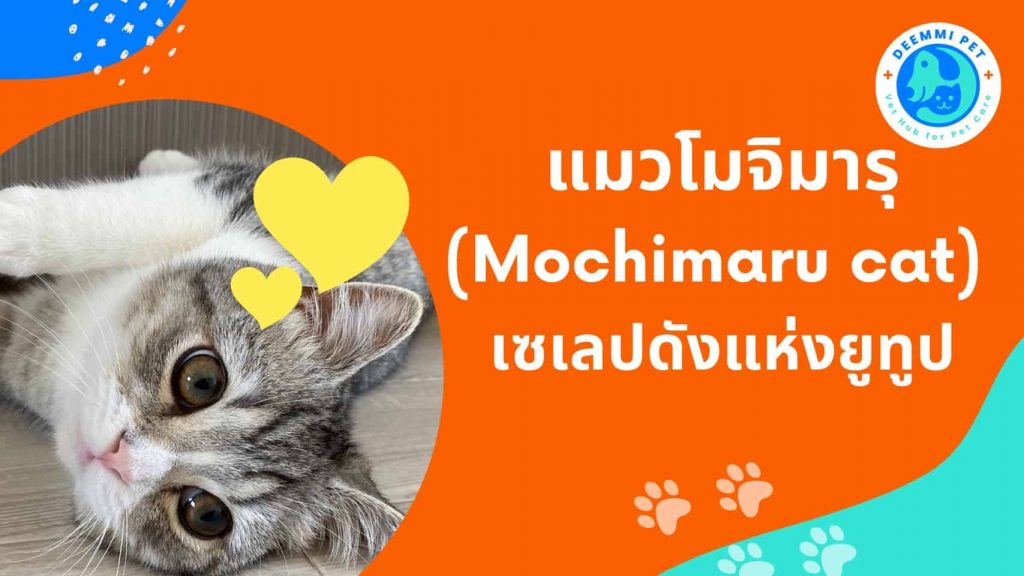 แมวโมจิมารุ_mochimaru_cat_cats-mochimaru-japanese-influence