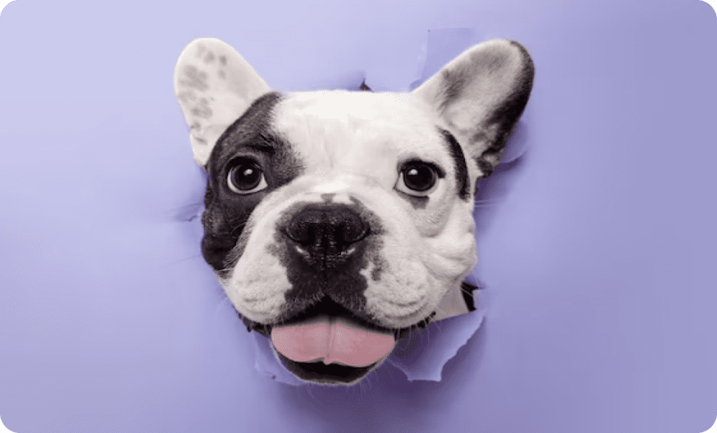 Dog pops up through the purple wall