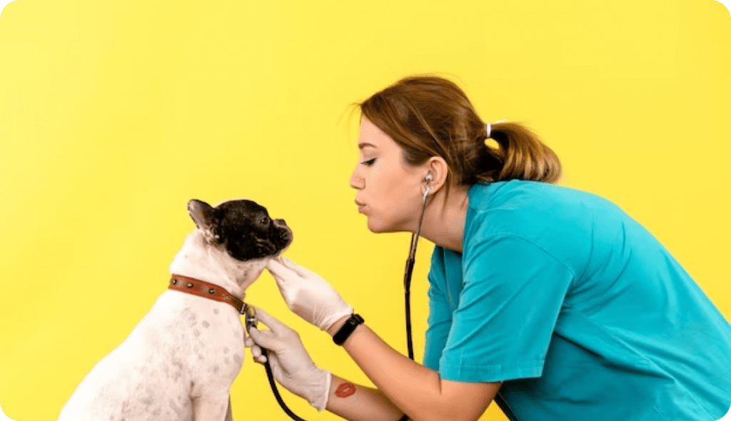 Veterinarian with dog checkup