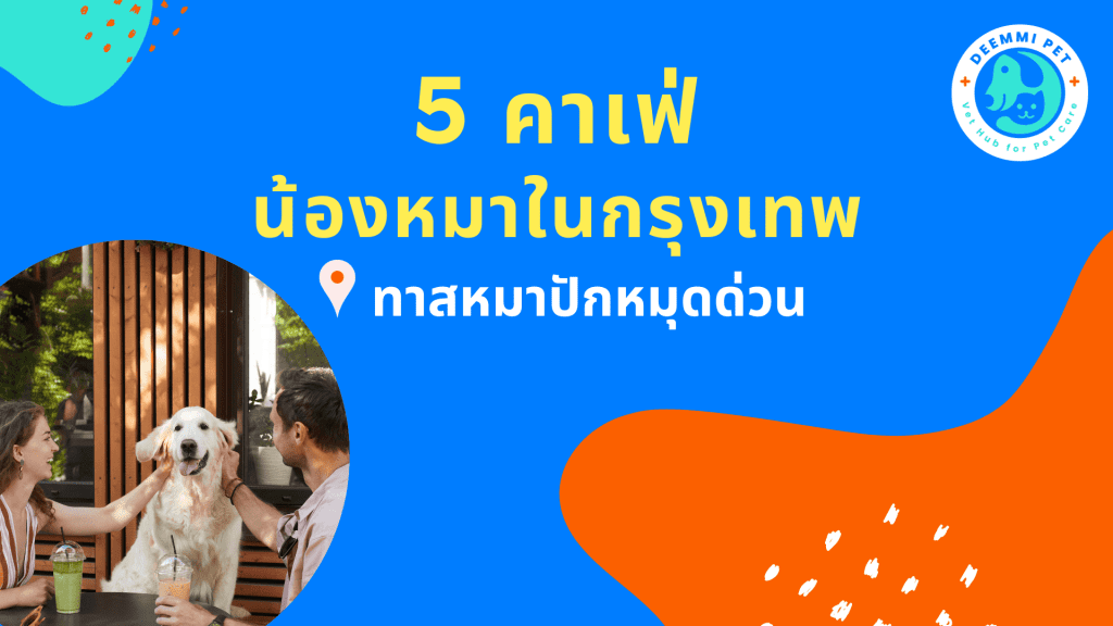 วิธีฝึกแมวเข้าห้องน้ำ ทั้งแบบกระบะทรายและฉี่นอกบ้าน | Deemmi