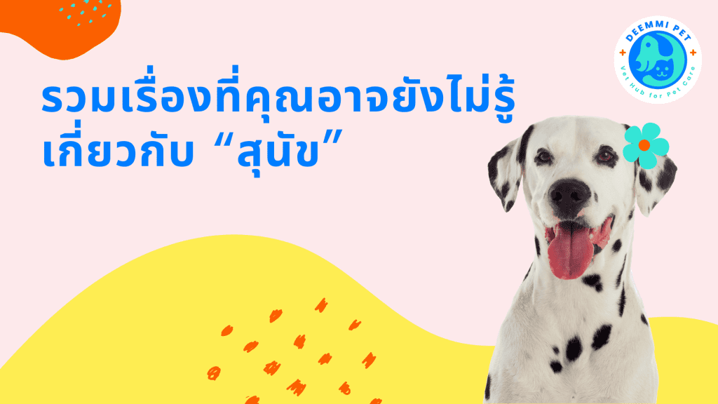 วิธีฝึกแมวเข้าห้องน้ำ ทั้งแบบกระบะทรายและฉี่นอกบ้าน | Deemmi