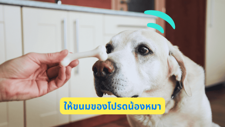 5 เทคนิคพิชิตใจน้องหมา_dogs-five-techniques-love_snack