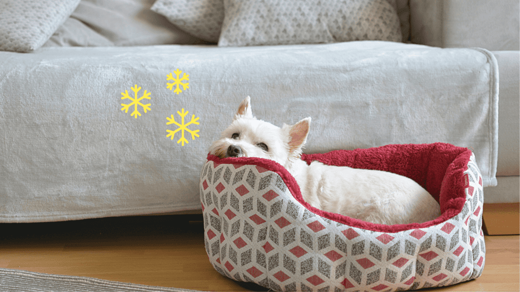 จัดเตรียมที่พักอบอุ่นและสะดวกสบาย-prepare-warm-bed-for-dogs
