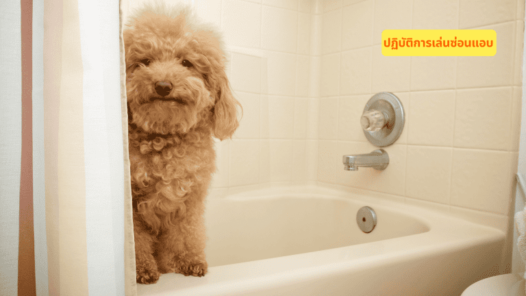 1. ปฏิบัติการหนีตาย! เมื่อได้ยินคำว่า "อาบน้ำให้น้องหมา" (Dogs run when they hear the word "Bathing" from the owners