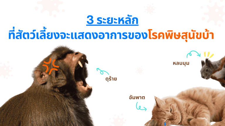 3 ระยะหลักที่สัตว์เลี้ยงจะแสดงอาการของโรคพิษสุนัขบ้า_3 periods animal will show symtoms of rabies