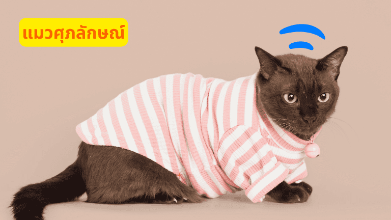 แมวศุภลักษณ์ (Burmese Cat)