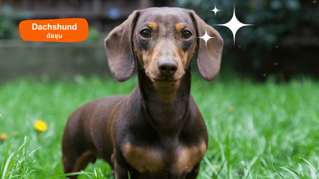 สายพันธุ์หมาสุดแสบตัวที่ 5: ดัชชุน (Dachshund) ตัวเตี้ย ขาสั้น แต่ความแสบไม่เป็นรองใคร