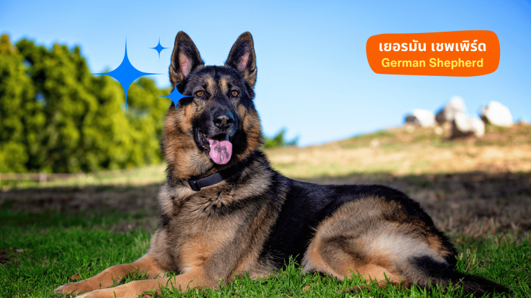 เยอรมัน เชพเพิร์ด (German Shepherd): อัจฉริยะแห่งวงการ K9