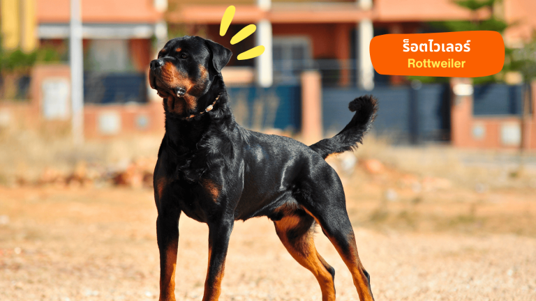 3. ร็อตไวเลอร์ (Rottweiler): ยักษ์ใหญ่ใจดี ผู้พิทักษ์ผู้กล้าหาญ