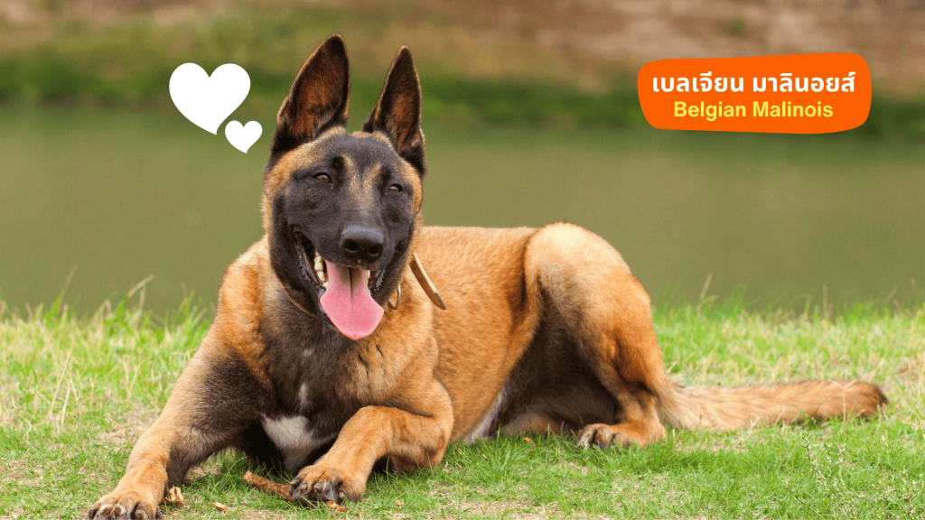 4. เบลเยียม มาลินอยส์ (Belgian Malinois): นักสู้คล่องแคล่วว่องไว