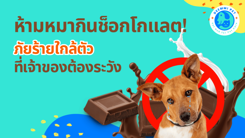 ห้ามหมากินช็อกโกแลต! ภัยร้ายใกล้ตัวที่เจ้าของต้องระวัง ( Dogs got chocholate toxic)