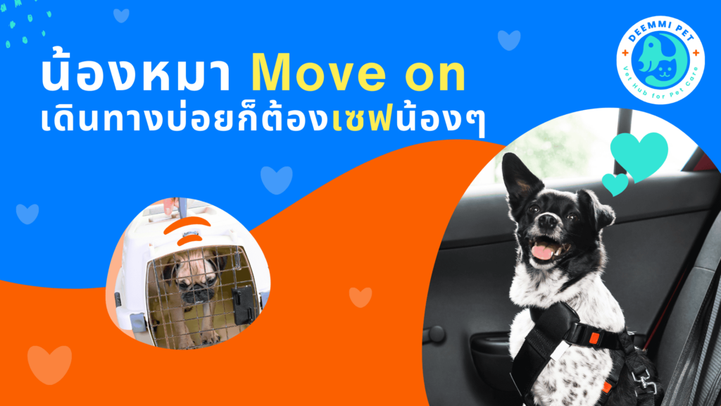 เทรนด์ฮิต! พาหมาเที่ยว ต้องมีไอเทมอะไรบ้าง? (When travelling with dogs, what items should we carry)