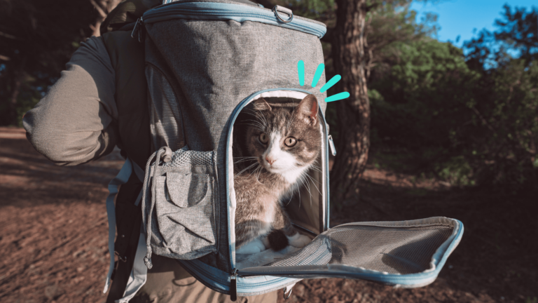 Bags for cat travelling