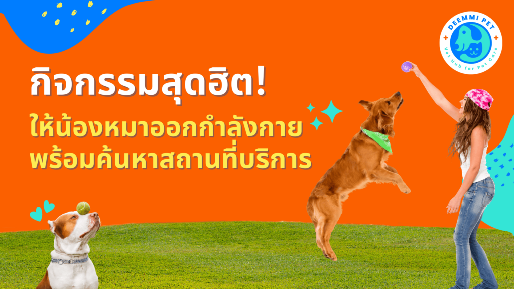 กิจกรรมสุดฮิต! ให้น้องหมาออกกำลังกาย พร้อมค้นหาสถานที่บริการ (Places to go for popular activities eg. dogs to do excercising)