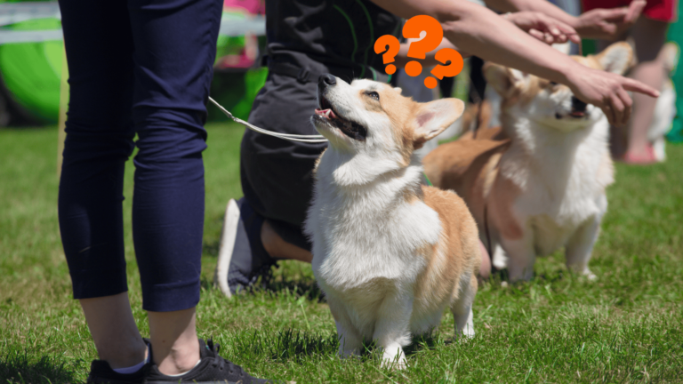 ทำไมสัตว์เลี้ยงต้องการออกกำลังกายWhy pets need exercise