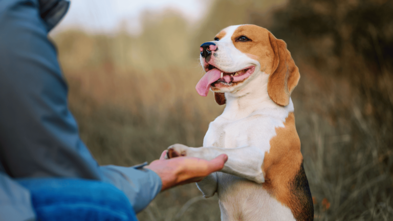 สิ่งที่จะเปลี่ยนไปเมื่อ สัตว์เลี้ยงแสนรัก ได้รับการฝึก (What likely we can see after dogs being trained)