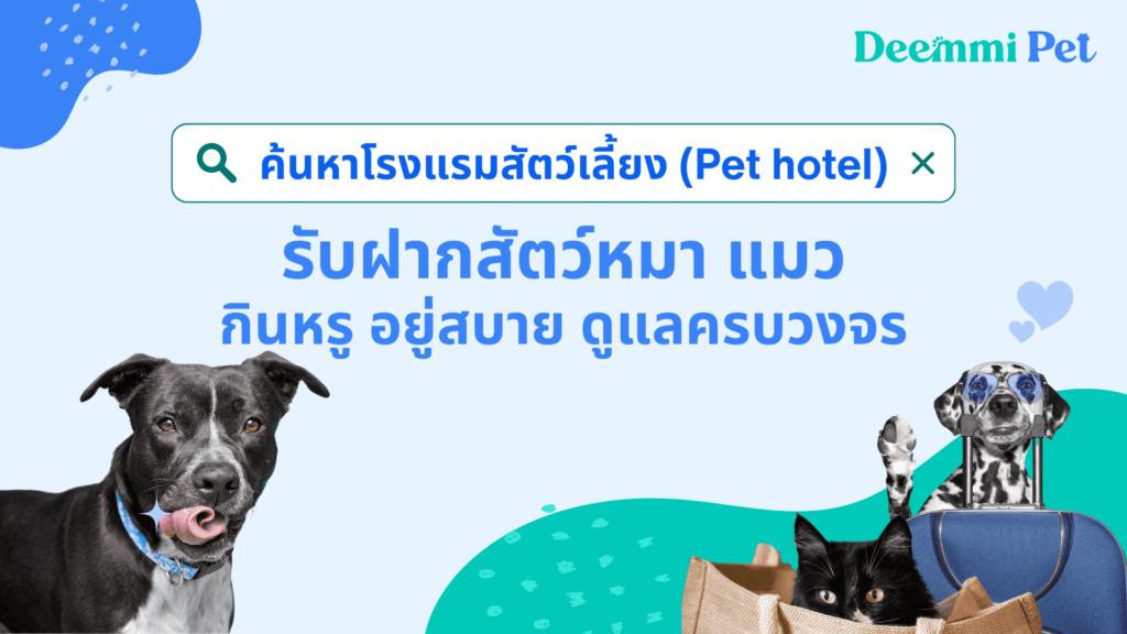 ค้นหาโรงแรมสัตว์เลี้ยง (Pet hotel) รับฝากสัตว์หมา แมว กินหรู อยู่สบาย ดูแลครบวงจร (Search for pet hotels with full services)