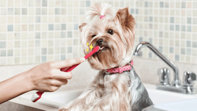 ฝึกความคุ้นเคยในการแปรงฟันให้สัตว์เลี้ยง (Get the dogs familiar with toothbrush)