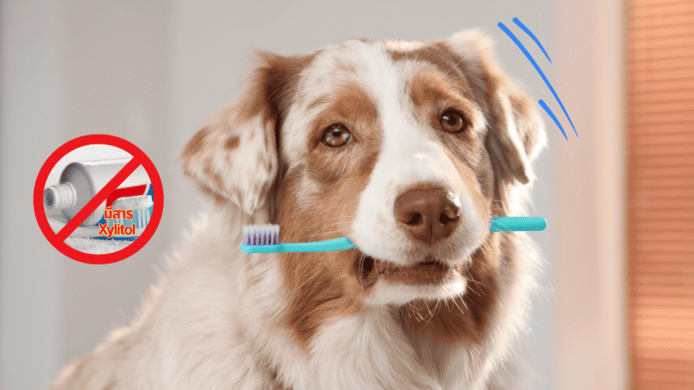 หลีกเลี่ยงการใช้ผลิตภัณฑ์คนกับสัตว์เลี้ยง (Do not use human's products with dogs)
