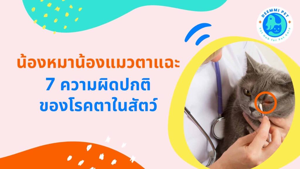 แมวตาแฉะ หมาตาแฉะ 7 ความผิดปกติของโรคตาในสัตว์_cats-dogs-eye-diseases