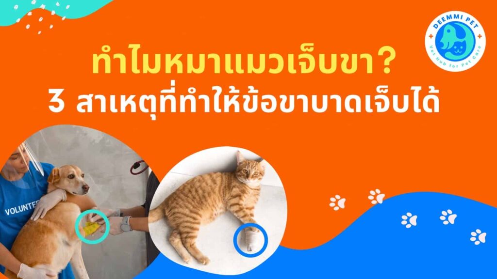 1_ทำไมหมาแมวเจ็บขา_3 สาเหตุที่ทำให้ข้อขาบาดเจ็บได้_cats-dogs-joint-disease