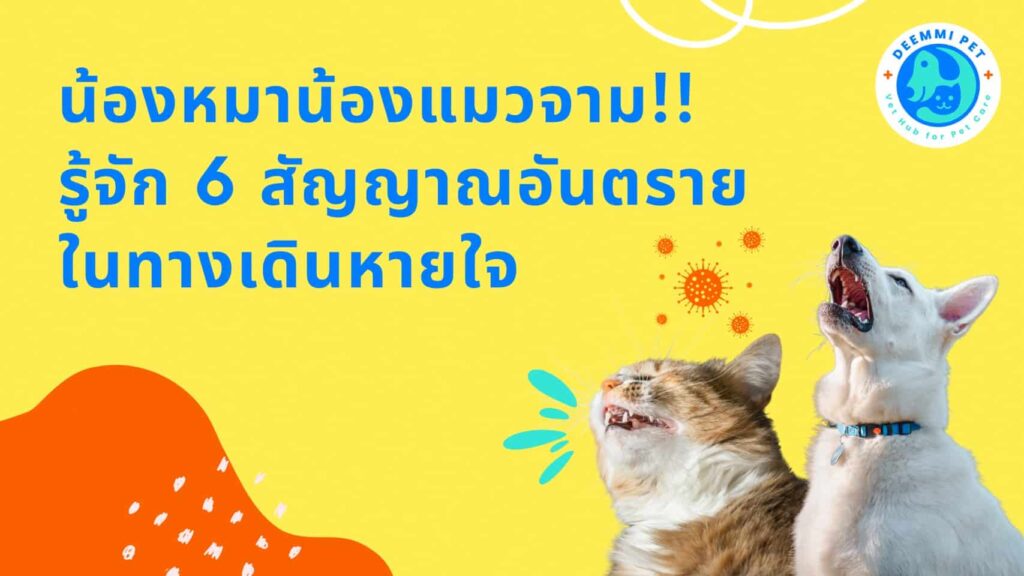 หมาแมวจาม!! รู้จัก 6 สัญญาณอันตรายในทางเดินหายใจ_cats-dogs-respiratory-diseases