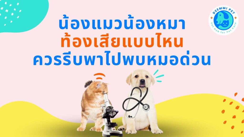 แมวและสุนัขท้องเสียแบบไหน ควรรีบพาไปพบหมอด่วน_dogs-cats-diarrhea-vets