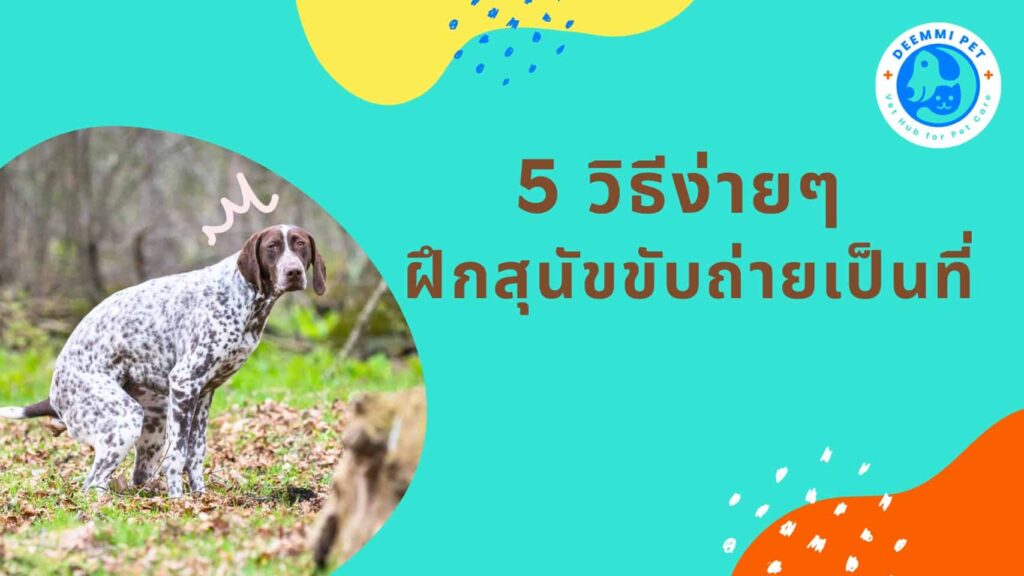 5 วิธีง่าย ๆ ฝึกสุนัข5Aขับถ่ายเป็นที่_dogs-train-area-poop