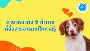 ภาษาหมากับ 5 ท่าทางที่สื่อสารอารมณ์ให้ทาสรู้_dogs-language-emotions-love